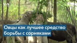 Там, где встречались Рейган и Горбачев, овцы едят полынь 